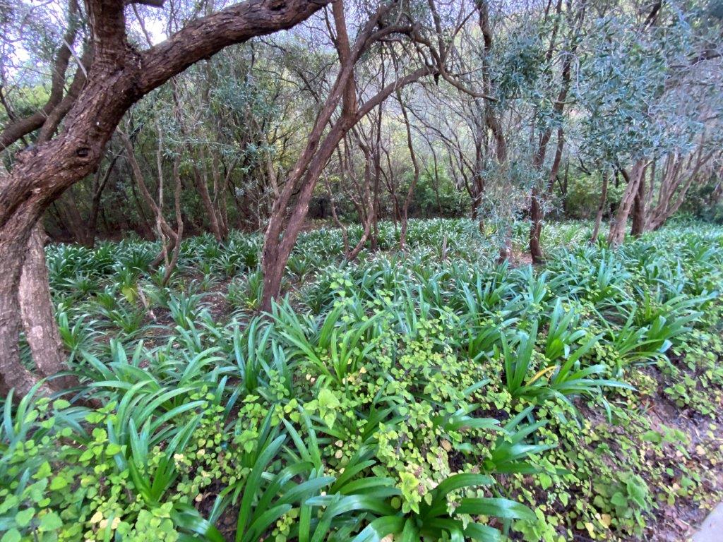 Agapanthus Forest