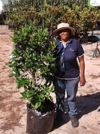 Over 300 000 Trees, Shrubs and Perennials. Waterwise, drought-resistant plants for Cape climate